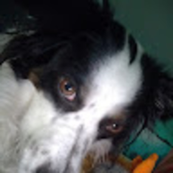 Meet your Posher, Charley - Picture 1 of 1